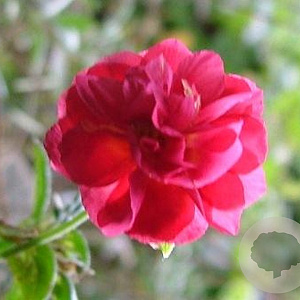 Helianthemum 'Cerise Queen' GM P9