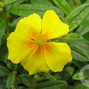 Helianthemum 'Golden Queen' GM P9