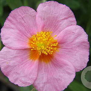 Helianthemum 'Lawrenson's Pink' GM P9