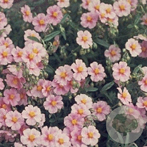 Helianthemum 'Lawrenson's Pink' GM P9