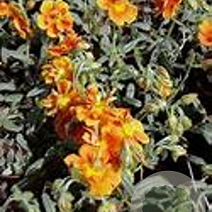 Helianthemum 'Orange Double' GM P9