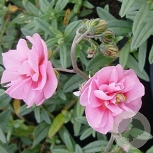 Helianthemum 'Pink Double' GM P9