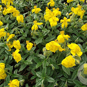 Helianthemum 'Sterntaler' GM P9