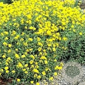 Helianthemum 'Sulphureum Plenum' GM P9