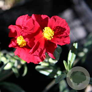 Helianthemum 'Supreme' GM P9