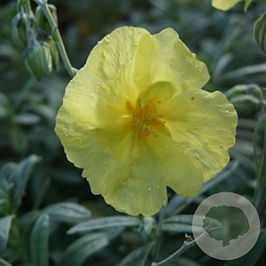 Helianthemum 'Wisley Primrose' GM P9