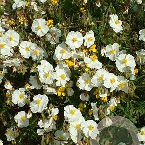 Helianthemum 'Wisley White' GM P9