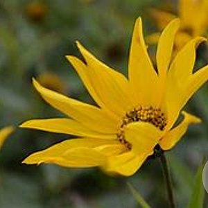 Helianthus atrorubens GM P9