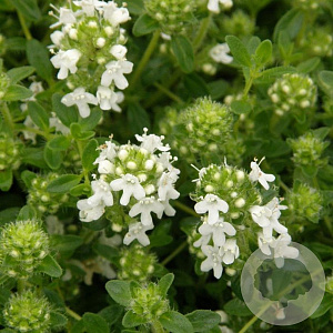 Thymus praecox 'Wirral White' GM P9