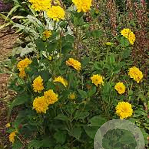 Helianthus dec. 'Loddon Gold' GM P9