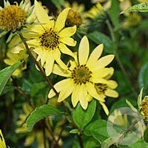 Helianthus 'Lemon Queen' GM P9