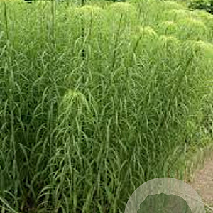 Helianthus salicifolius GM P9