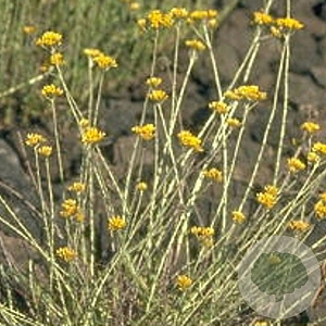 Helichrysum italicum GM P9