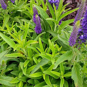 Veronica spic. 'Romiley Purple' GM P9