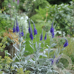 Veronica spic. 'Silberteppich' GM P9