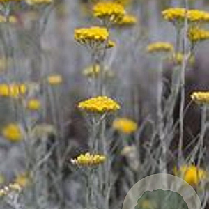 Helichrysum italicum 'Tall Curry' GM P9