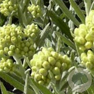 Helichrysum 'Schwefellicht' GM P9