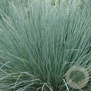 Helictotrichon sem. 'Saphirsprudel' GM P9