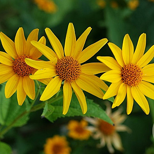 Heliopsis helianthoides GM P9