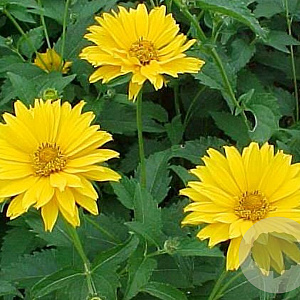 Heliopsis helianthoides scabra GM P9