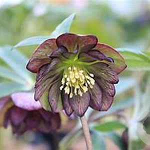 Helleborus 'Atrorubens' GM P9