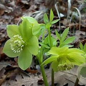 Helleborus cyclophyllus GM P9