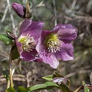 Helleborus 'Early Purple' GM P9