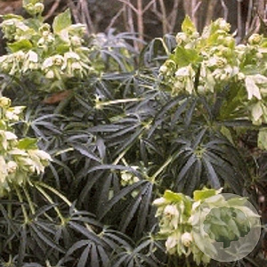 Helleborus foetidus GM P9