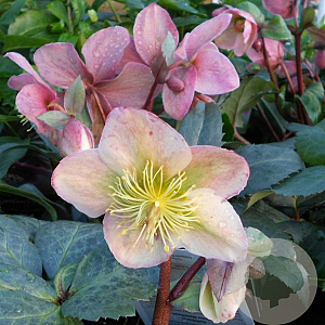 Helleborus 'Moonshine' GM P9