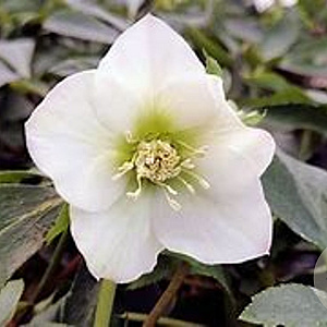 Helleborus orientalis 'Alba' GM P9
