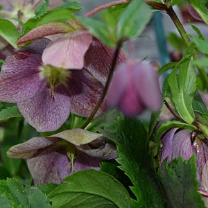 Helleborus orientalis 'Ballard' GM P9