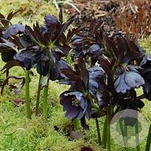 Helleborus o. Black Beauty GM P9