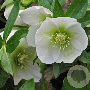 Helleborus o. 'White Lady' GM P9