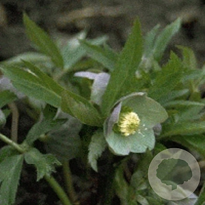Helleborus purpurascens GM P9