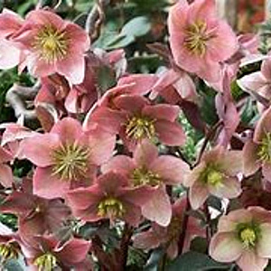 Helleborus Ruby Glow GM P9