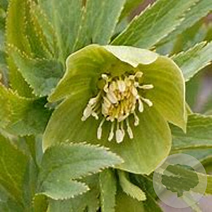Helleborus viridis GM P9