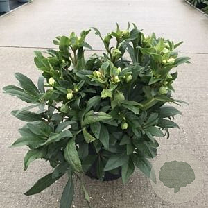 Helleborus 'Winterbells' GM P9