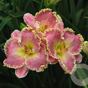 Hemerocallis 'D' Elegance' GM P9