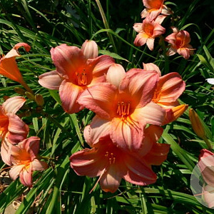 Hemerocallis 'Karen Sue' GM P9