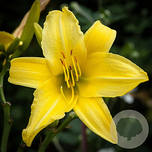 Hemerocallis 'Marion Vaughn' GM P9