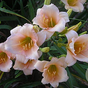 Hemerocallis 'Mini Pearl Apricot' GM P9