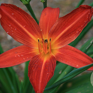Hemerocallis 'Red Sun' GM P9