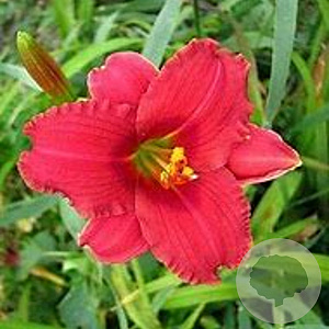 Hemerocallis 'Red Toy' GM P9