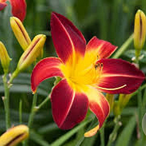 Hemerocallis 'Spider' GM P9