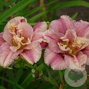 Hemerocallis 'Spotted Fever' GM P9