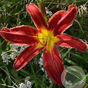 Hemerocallis 'Admiral' GM P9