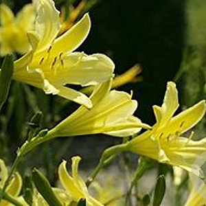 Hemerocallis altissima GM P9