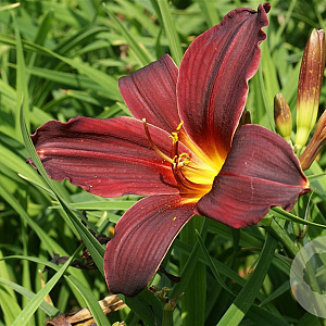 Hemerocallis 'American Revolution' GM P9