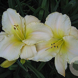 Hemerocallis 'Arctic Snow' GM P9