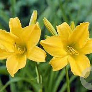 Hemerocallis 'Aten' GM P9